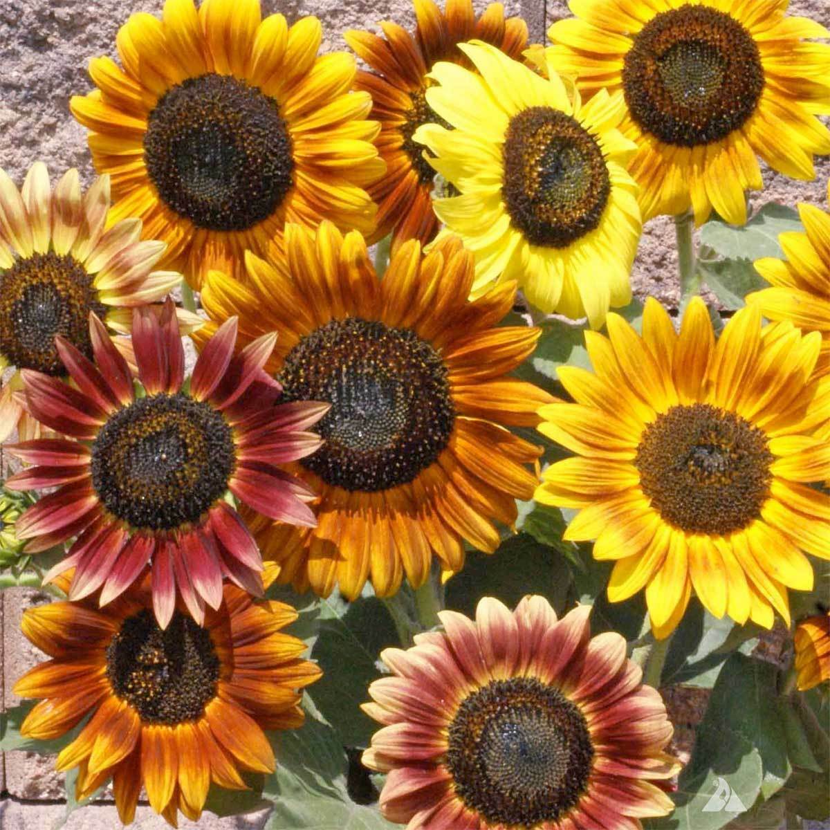 100 Sunflower Seeds Crazy Mix 15+ Varieties Easy and Fun to Grow - Agritz