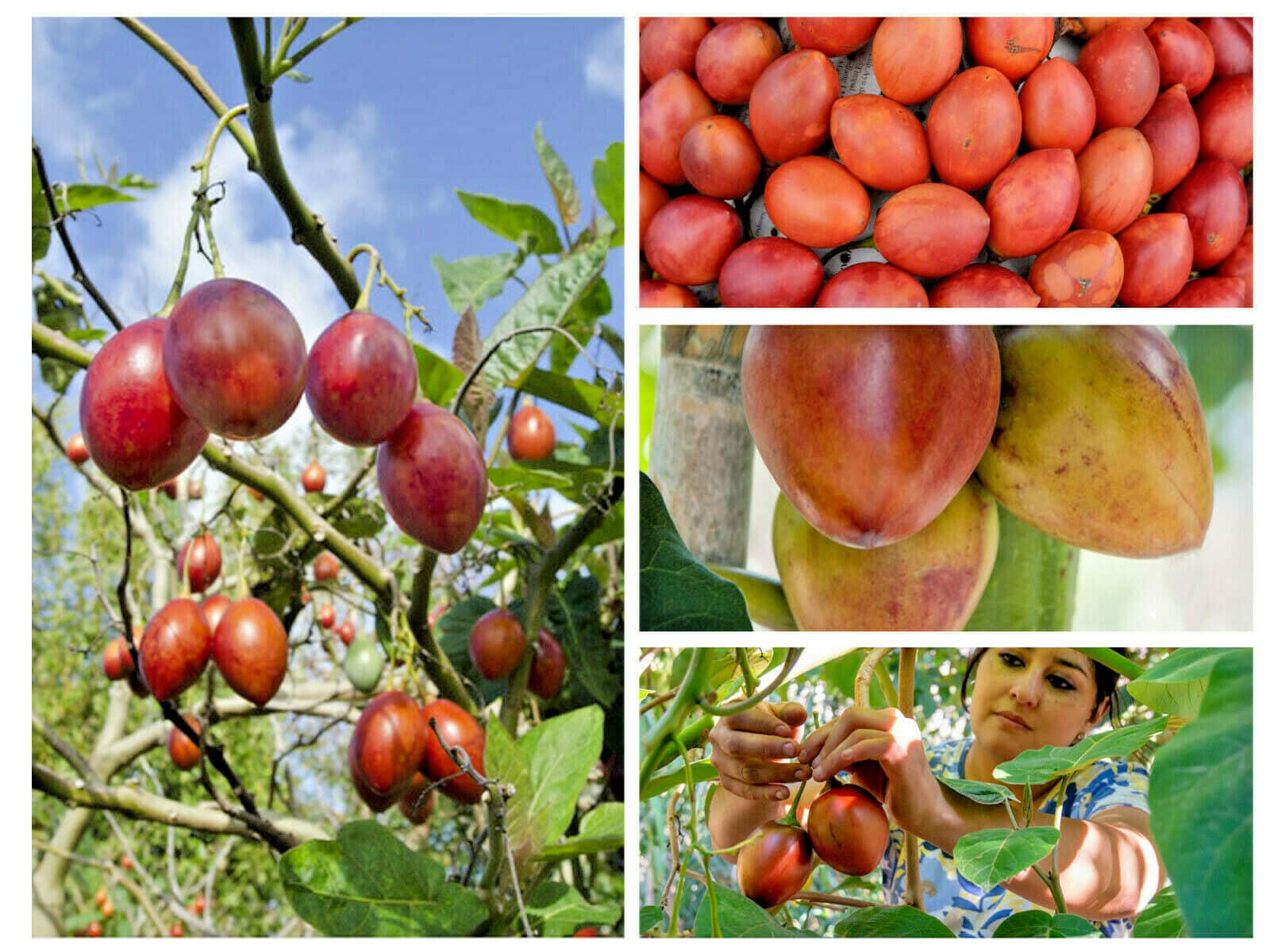 RED TAMARILLO SEEDS Solanum betaceum 'Red' 20 Tree Tomato Edible Fast Growing 