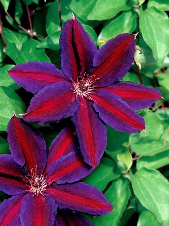 5 Dark Purple Hydrangea Seeds Perennial Hardy Garden Shrub Bloom Flower 386  - Agritz