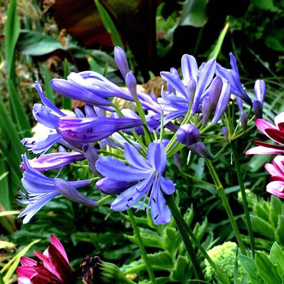 Agapanthus (Blue Lily of the Nile)
