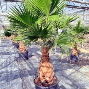 10 Mexican Fan Palm Tree Seeds (Washingtonia robusta) Tropical