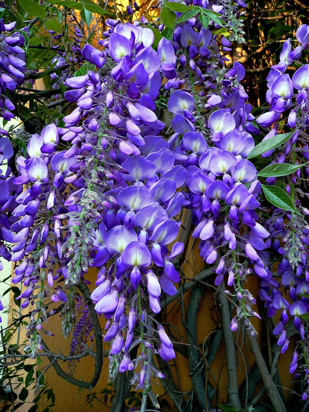 5 Chinese Wisteria Tree Seeds Fast Climbing Flower Vine, Cold